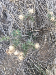 Heterotheca