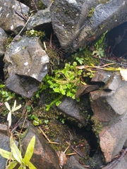 Selaginella douglasii