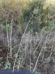 Genista monspessulana