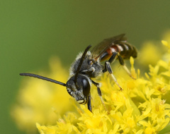 Sphecodogastra