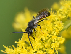 Sphecodogastra