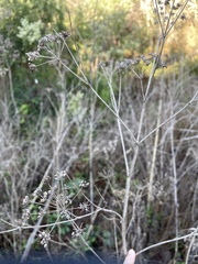 Genista monspessulana