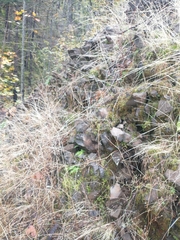 Selaginella douglasii