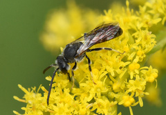 Sphecodogastra