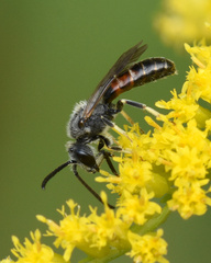 Sphecodogastra