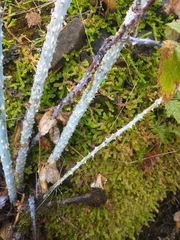 Selaginella douglasii