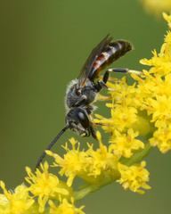 Sphecodogastra