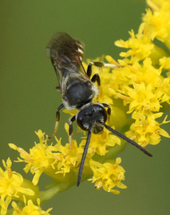 Sphecodogastra