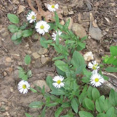 Erigeron arizonicus