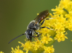 Sphecodogastra