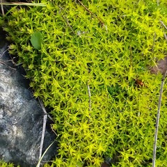 Syntrichia ruralis