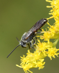 Sphecodogastra