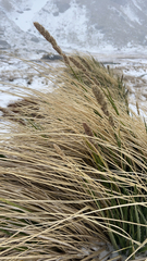 Poa flabellata