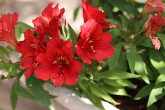 Alstroemeriaceae