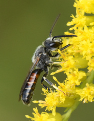 Sphecodogastra