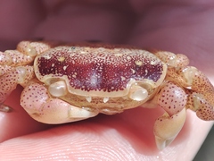 Cyclograpsus punctatus