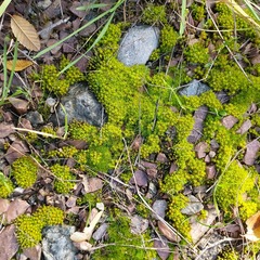 Syntrichia ruralis