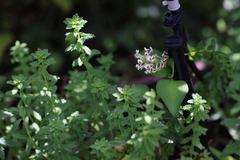 Hebenstretia integrifolia