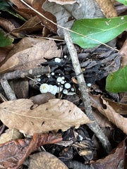 Strobilurus conigenoides