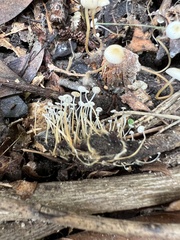 Strobilurus conigenoides