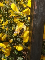 Eristalis croceimaculata