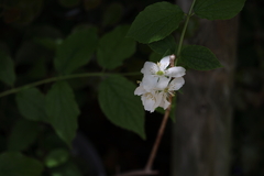Philadelphus coronarius