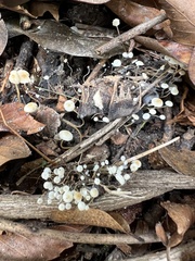 Strobilurus conigenoides