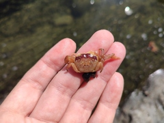 Cyclograpsus punctatus