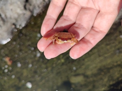 Cyclograpsus punctatus