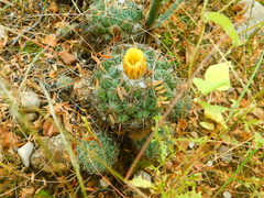 Coryphantha pallida