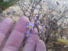 Cyanella hyacinthoides