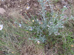 Lotononis sericophylla