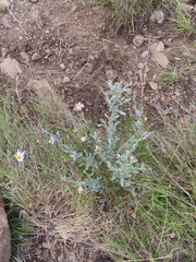 Lotononis sericophylla