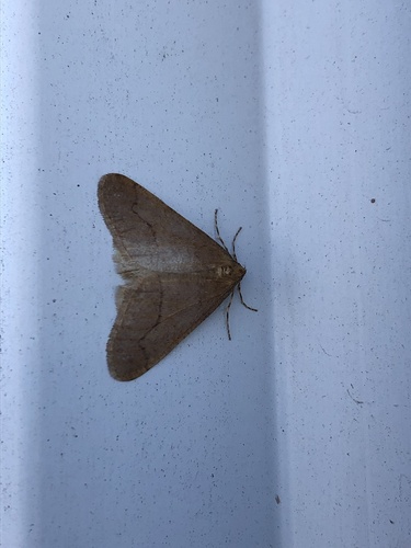 Linden Looper Moth photo 4
