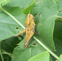 Xyleus discoideus