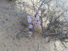 Cyanella hyacinthoides