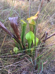 Sarracenia alata