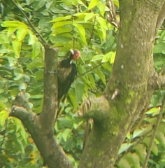 Campephilus guatemalensis