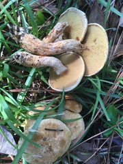 Suillus decipiens