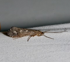 Glyphopsyche irrorata