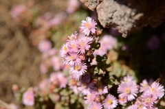 Oscularia deltoides