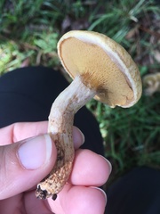 Suillus decipiens