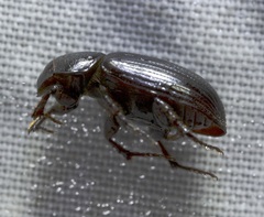 Stenotothorax badipes