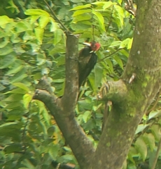 Campephilus guatemalensis