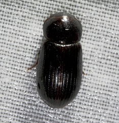 Stenotothorax badipes