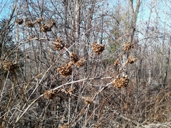 Physocarpus opulifolia