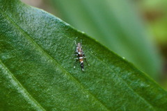 Cosmopterix