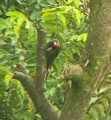 Campephilus guatemalensis