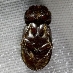 Stenotothorax badipes