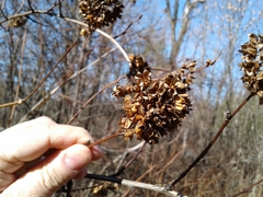 Physocarpus opulifolia